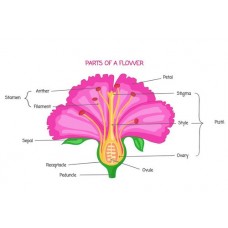 Botany Paper Laminated Charts